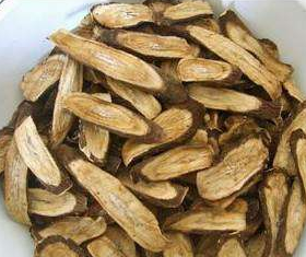 牛蒡是牛的什么器官