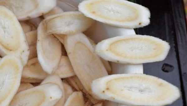 牛蒡是牛的什么器官