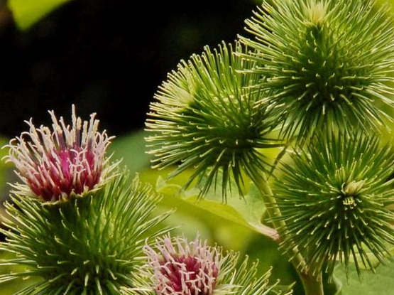 牛蒡是牛的什么器官