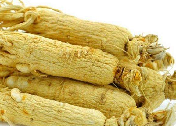 牛蒡是牛的什么器官