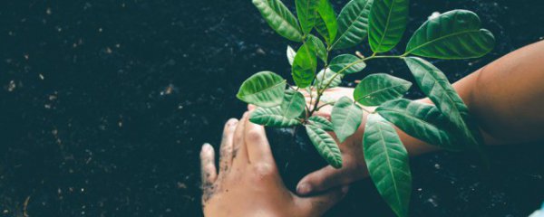 路桥区种植养护方法