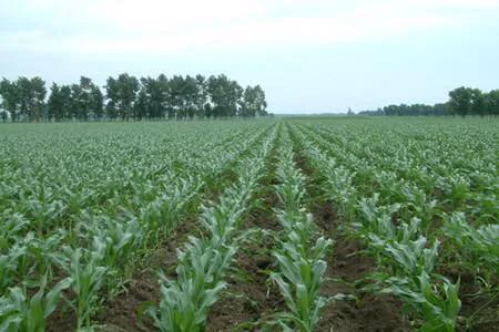 玉米使用什么叶面肥好