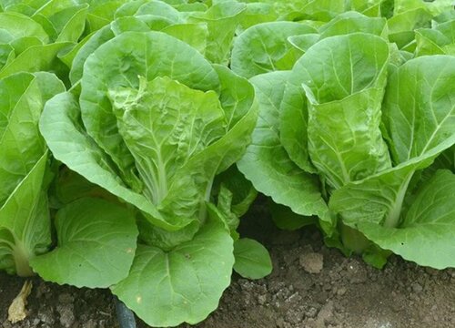 小白菜种植时间和方法