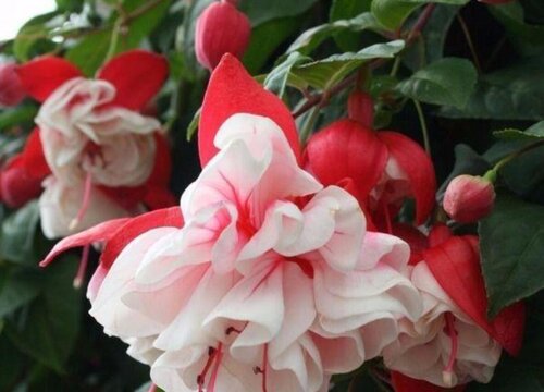 倒挂金钟如何养护轻松度夏