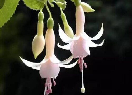 倒挂金钟如何养护轻松度夏