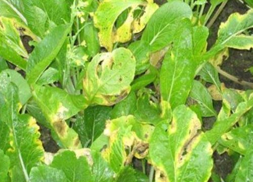 蔬菜病虫害防治技术与方法措施