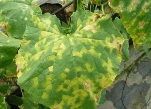 蔬菜病虫害防治技术与方法措施