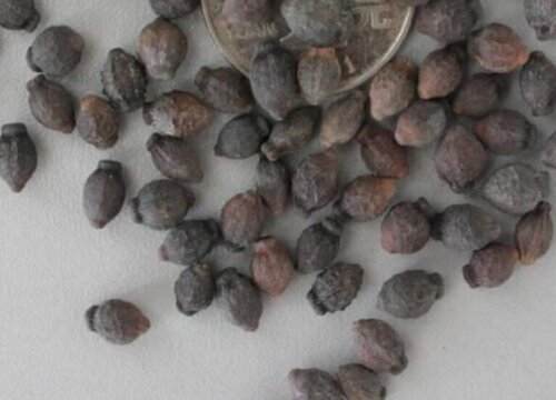 紫茉莉种子什么时候播种最好