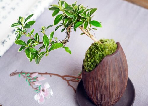 六月雪可以浇啤酒吗