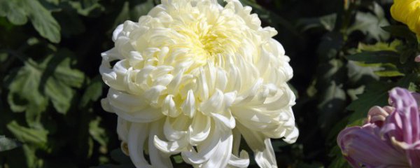 绣线菊适合什么地方种植