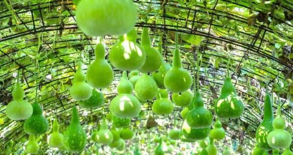 葫芦什么时候开始育苗最好