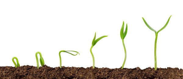 葫芦什么时候开始育苗最好