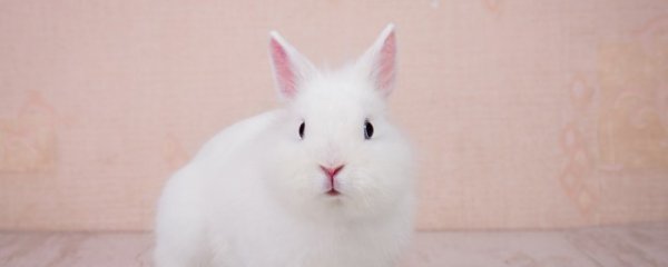 属兔年本命年要佩戴什么