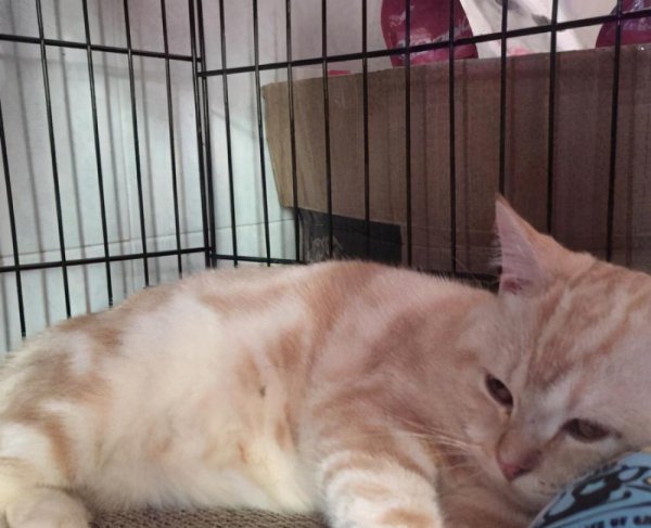 美短有哪些品种