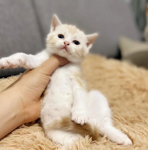 美短有哪些品种