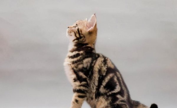 美短有哪些品种