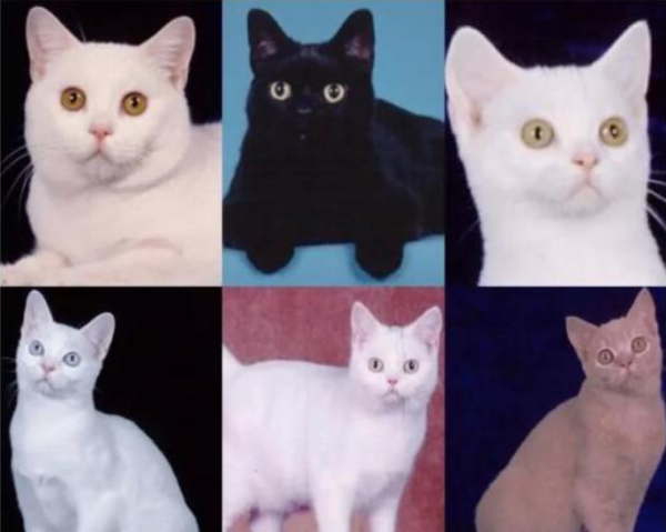 美短有哪些品种