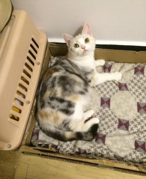 美短有哪些品种