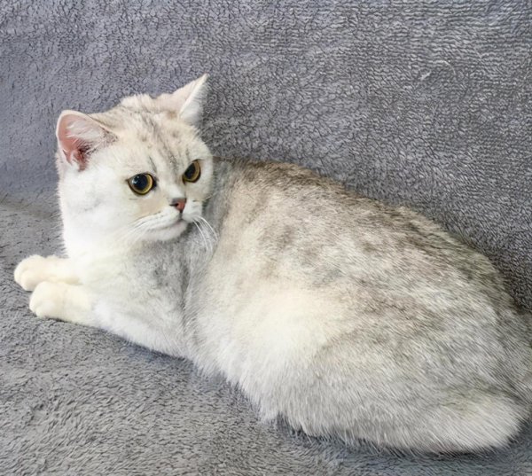 美短有哪些品种