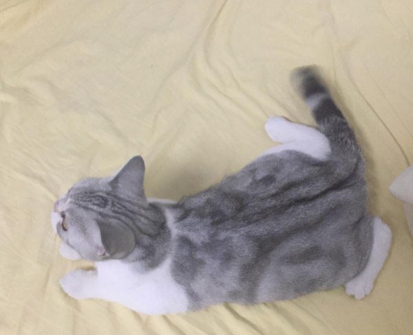 美短有哪些品种