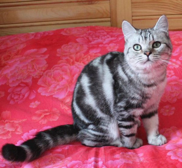 美短有哪些品种