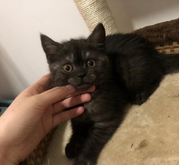 美短有哪些品种