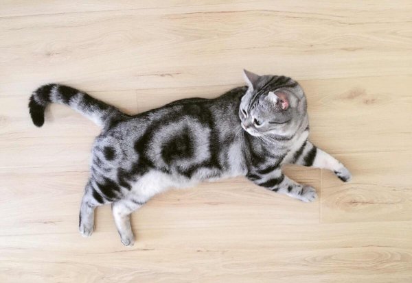 美短有哪些品种