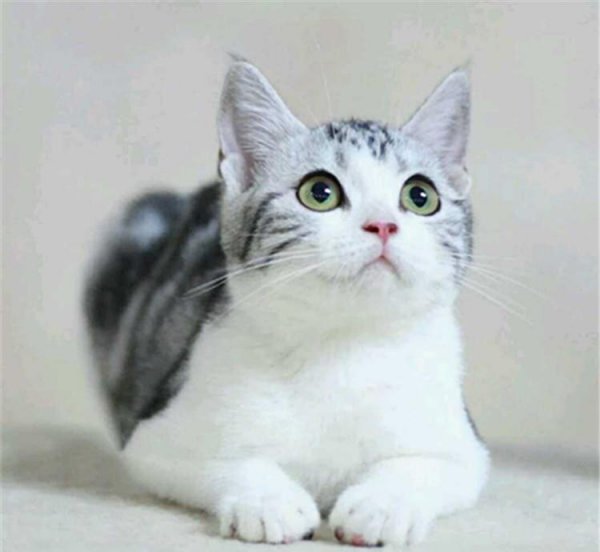 美短有哪些品种