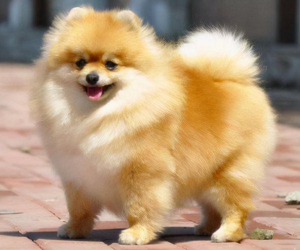 博美狗狗怎么训练才听话不乱叫