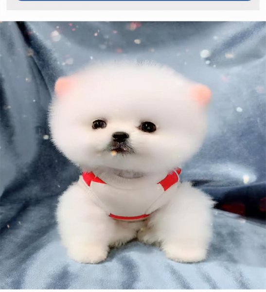 博美狗狗怎么训练才听话不乱叫