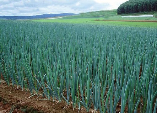 大葱生长期多少天