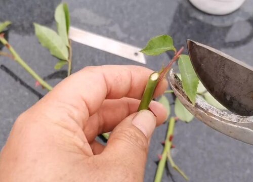 月季生根移栽到大盆死了