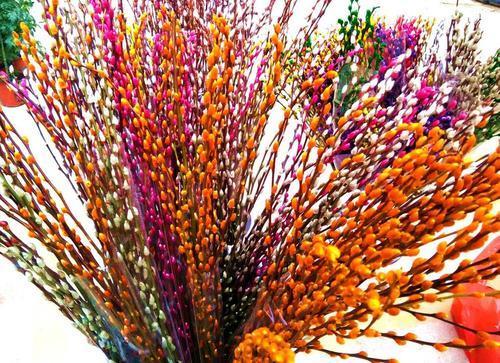 银柳是真花还是假花