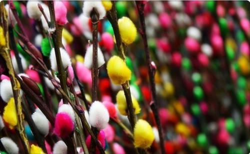 银柳是真花还是假花