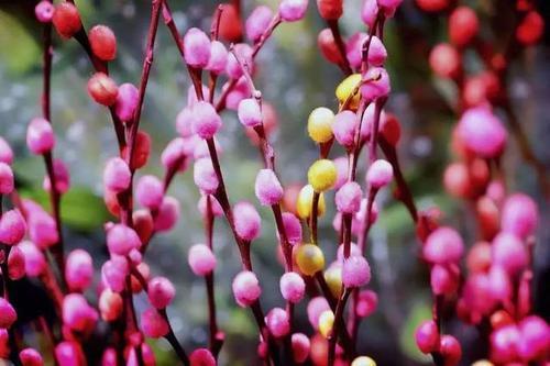 银柳是真花还是假花