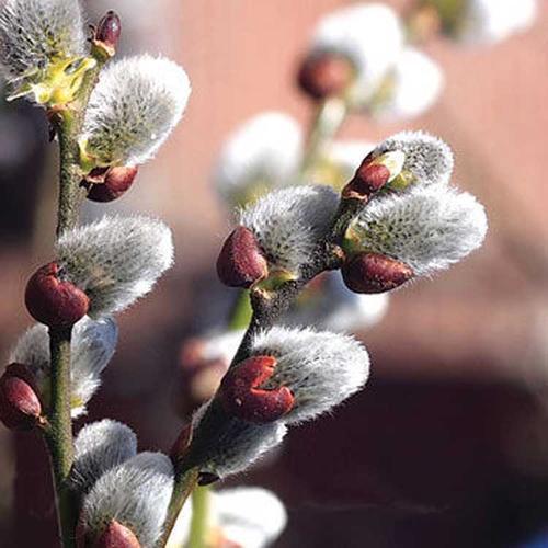 银柳是真花还是假花