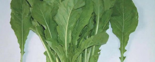 芝麻菜家里种植可以吗