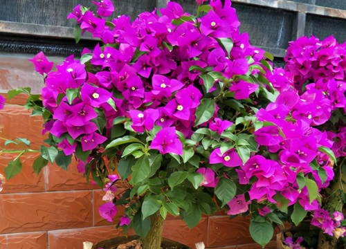 三角梅在什么时候扦插最好