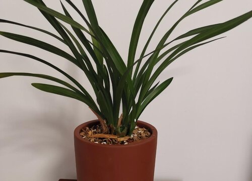 兰花一盆种几株最好