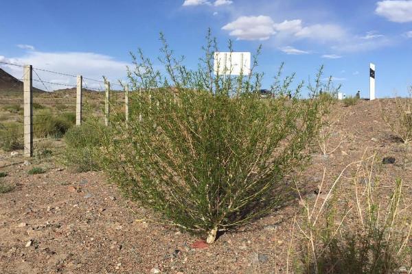 梭梭是什么植物