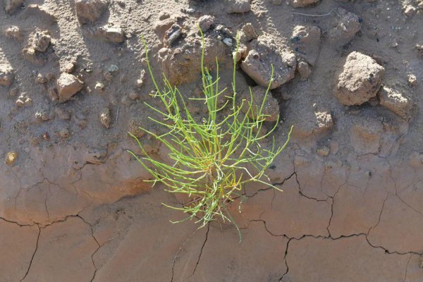 梭梭是什么植物