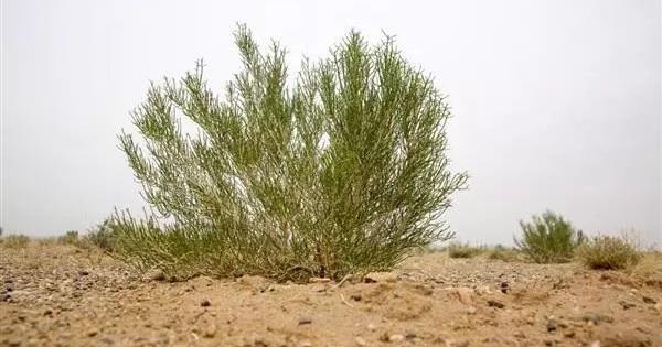 梭梭是什么植物