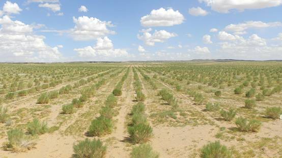 梭梭是什么植物