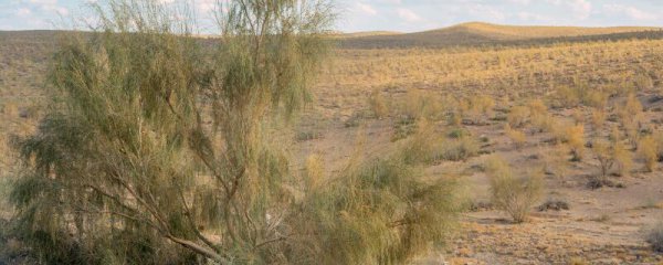 梭梭是什么植物