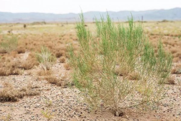 梭梭是什么植物