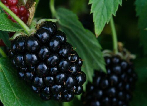 南京盛产什么水果有名