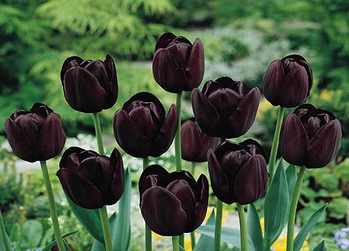 郁金香的种植方法