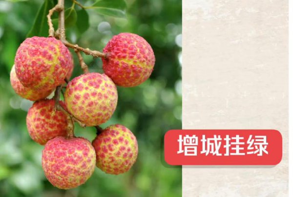 增城挂绿荔枝一颗55万是什么时候