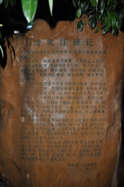 增城挂绿荔枝一颗55万是什么时候