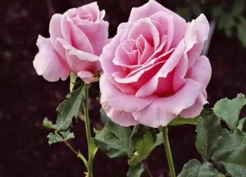 月季花土配制方法